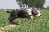 BEARDED COLLIE 253